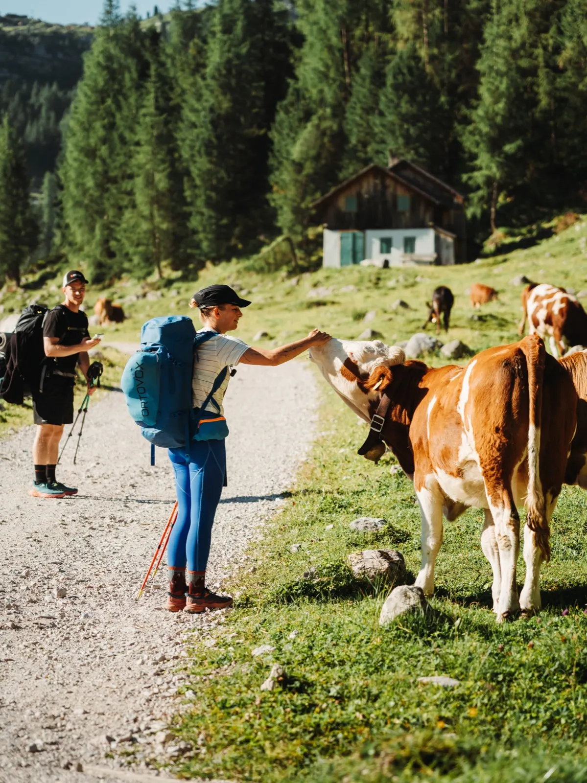 Jedno milé setkání ráno. krávy na stezce