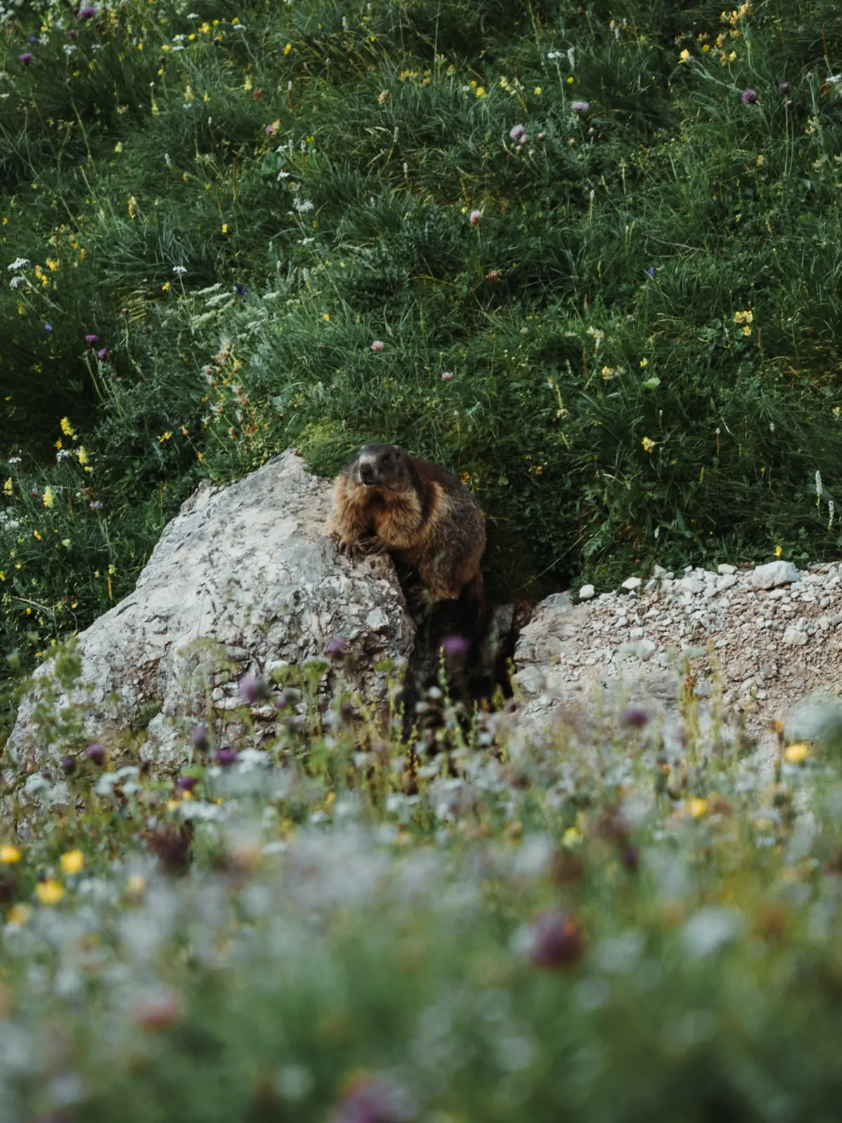 Zvědavý svišť sleduje naše kroky z bezpečí trávy sviště u stezky