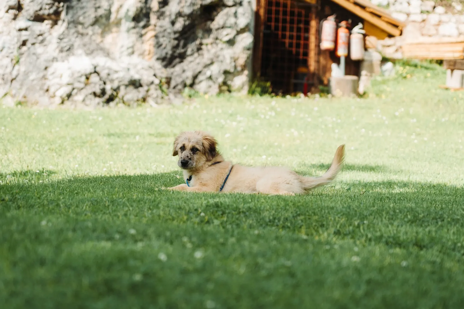 A dog resting in front of a mountain hut