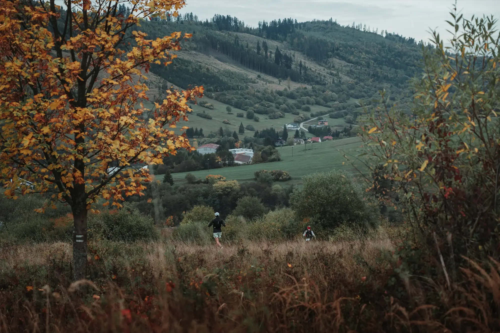 Autumn hillside with an orange tree above the Javorníky valley